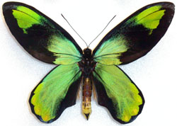Ornithoptera victoriae epiphanes aberrant135 (Internet Image property of respective owner, non-commercial use only)